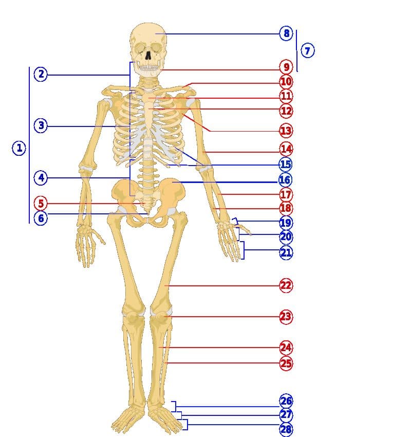 Full human skeleton showing the lower limb and foot