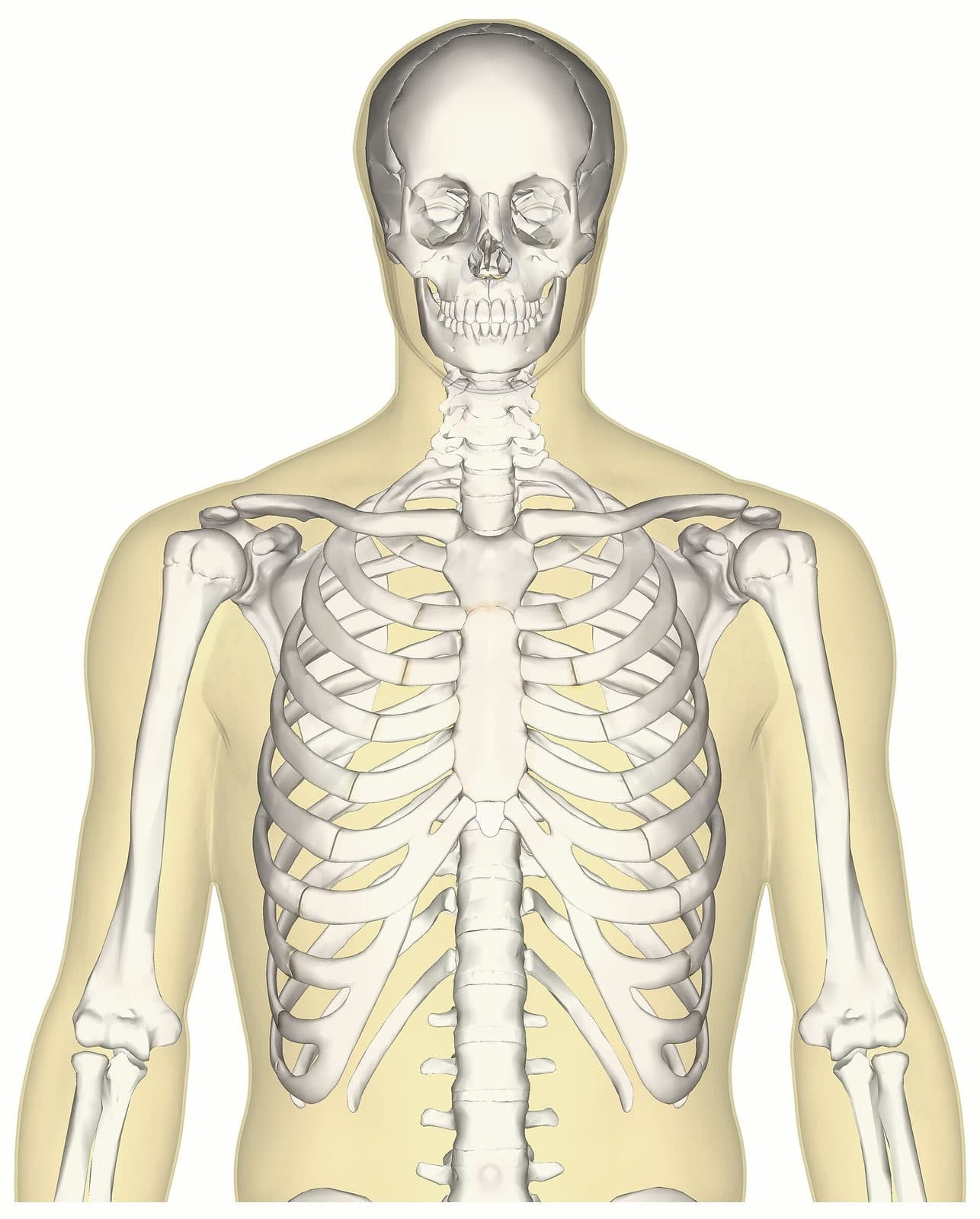 Anatomical skeleton of the upper body