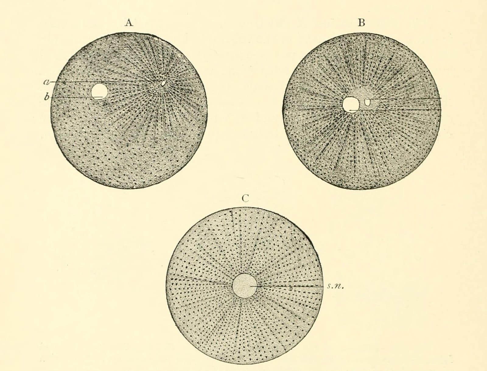 Anatomy textbook open on a study desk