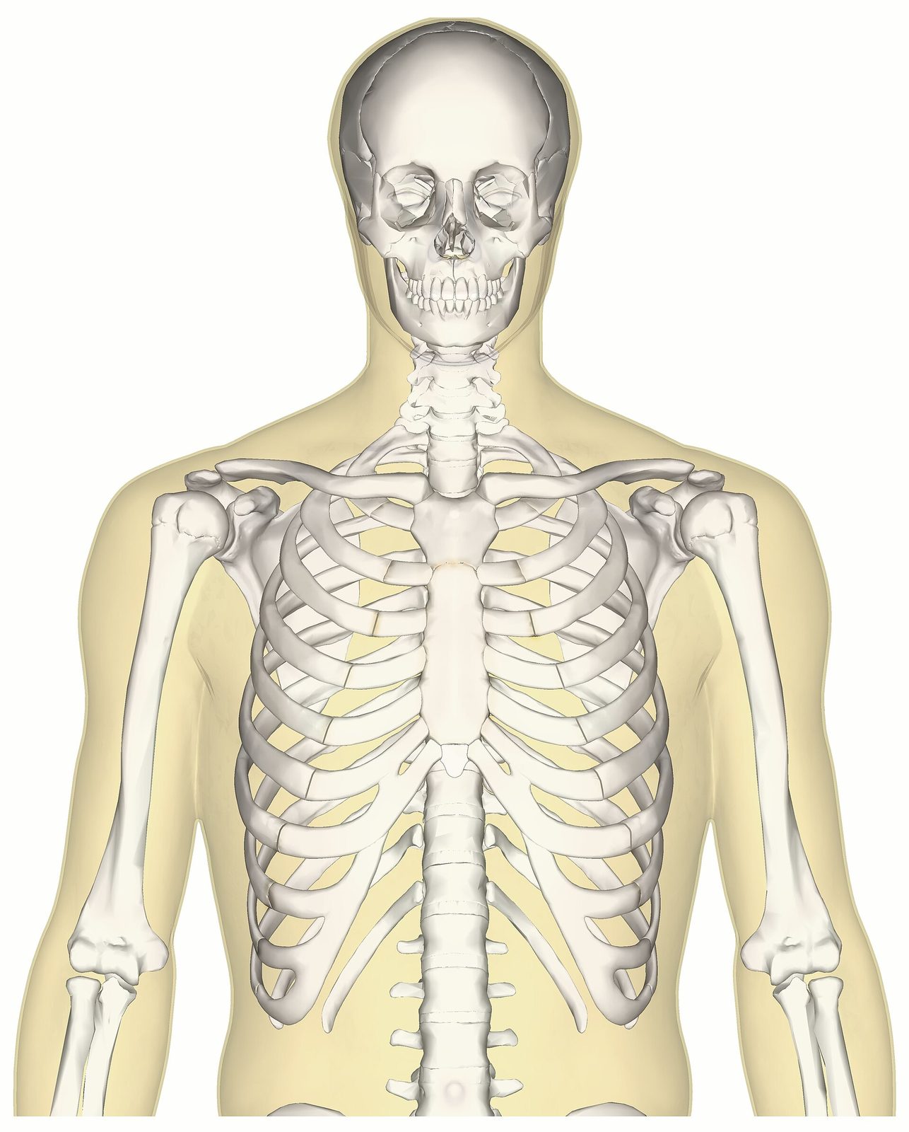 Anterior view of the human upper-body skeleton used in anatomy teaching.