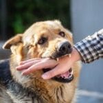 Animal Bites