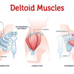Anterior Deltoid Strengthening Programme