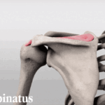 Scapular stabilisation and rotator      cuff strengthening