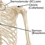 Sternoclavicular Joint Injuries