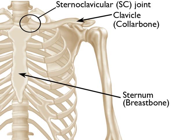Sternoclavicular Joint Injuries