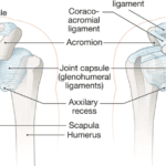 Sternoclaviular Joint Problems