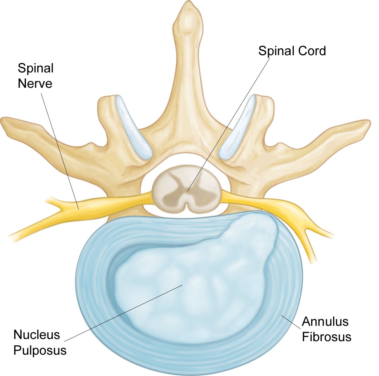 Understanding and Managing Low Back Pain: Causes, Symptoms, and Relief