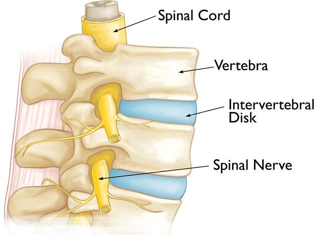 Understanding Osteoporosis and the Impact of Spinal Compression Fractures