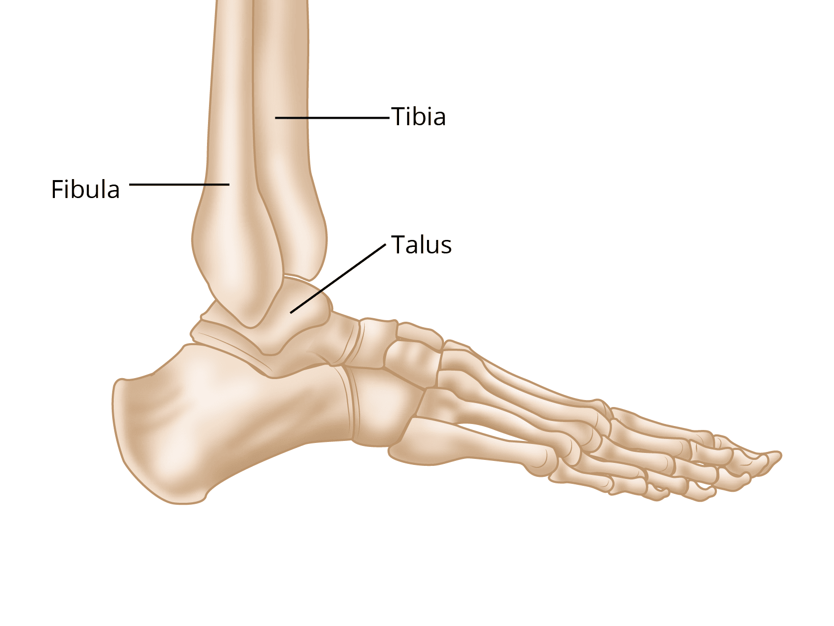 Tibia Fibula And Tibia Fibula And