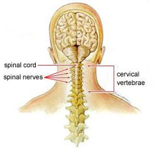 Understanding Neck Pain: Causes, Vulnerabilities, and Treatment Options