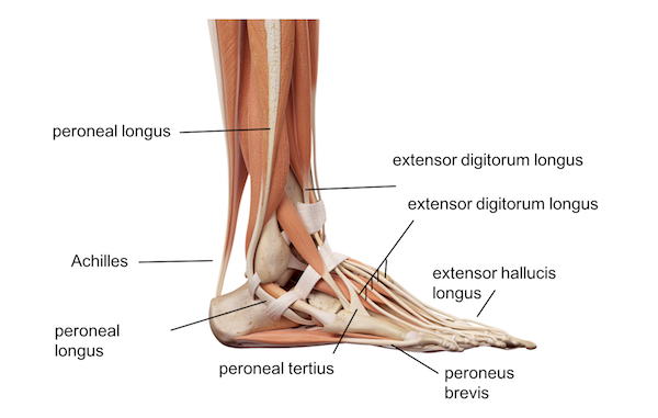 Ankle Anatomy