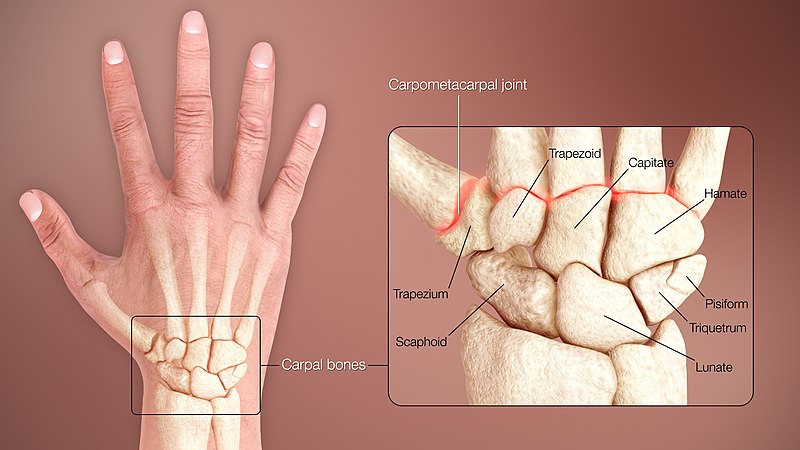 Wrist Anatomy