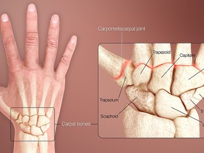 Wrist Anatomy