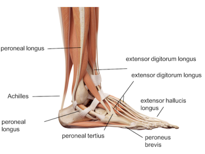 Ankle Anatomy