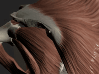 Abnormalities of the Blade