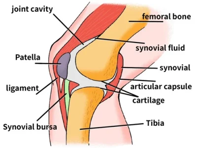 Understanding Anterior Cruciate Ligament (ACL) Injuries