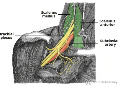 Burners and Stingers: An In-Depth Analysis