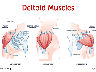 Anterior Deltoid Strengthening Programme