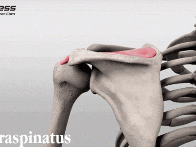 Scapular stabilisation and rotator      cuff strengthening